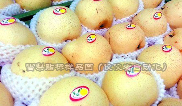 雪梨水果表面貼標(biāo) 雪梨水果表面貼標(biāo)